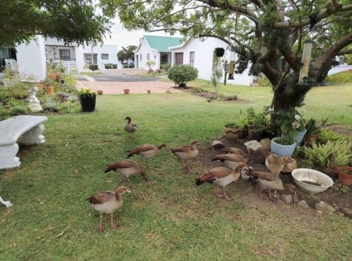 2 Bedroom Property for Sale in Sandbaai Western Cape